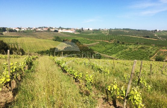 3003 | Propriedade com 12ha em aldeia perto de Bombarral e Óbidos