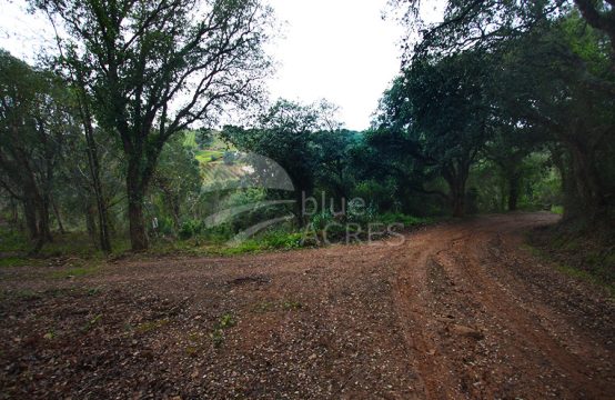 1135 | Large property, with forest and 2 ruins, Fraldeu, Óbidos
